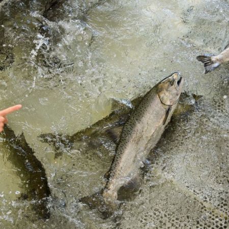 Salmon