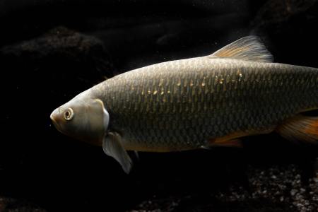 A fish