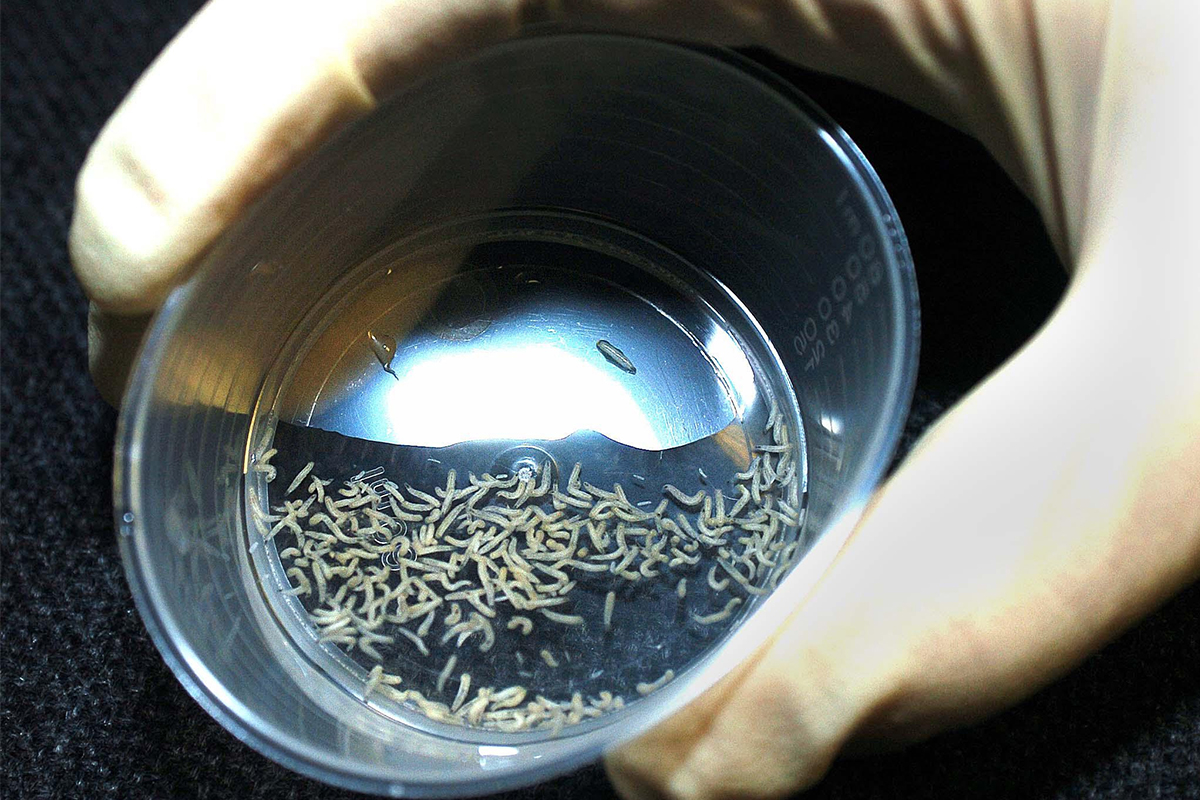 maggot therapy