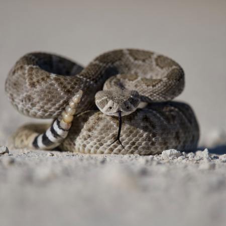 A rattlesnake