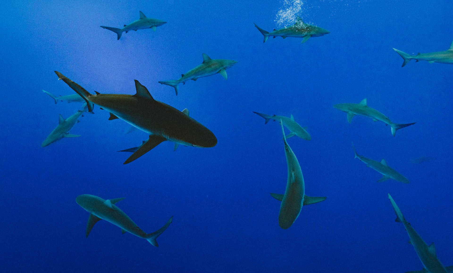 Sharks
