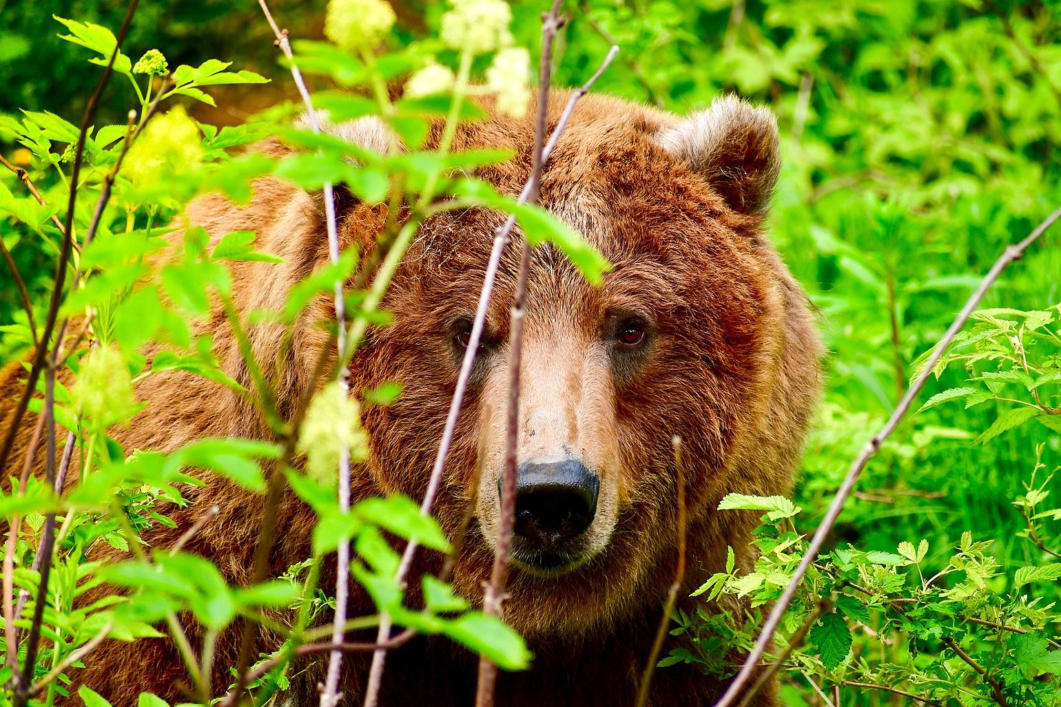 Grizzly Bear