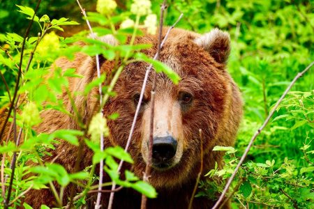 Grizzly Bear