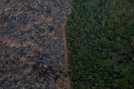 The Amazon Rainforest Is Still in Crisis, The Viral Videos Have Just Stopped
