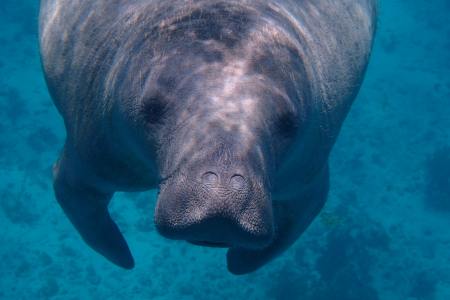 It's a tough time to be a manatee.