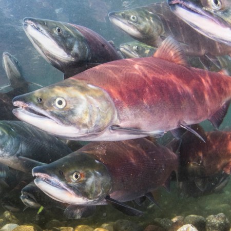 Red salmon swimming underwater. A Germany agency recently found some local salmon may have been introduced to cocaine.