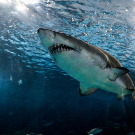 Shark