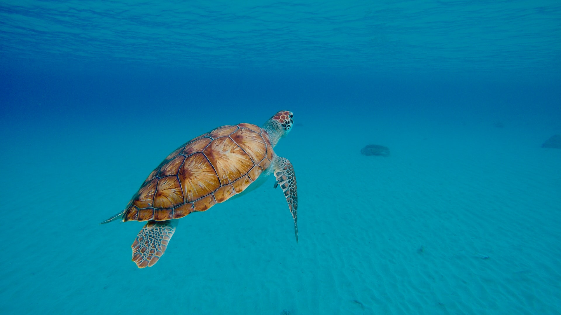Turtles