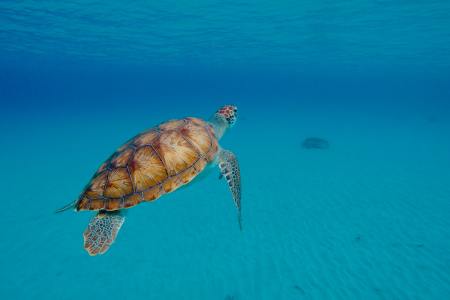 Turtles