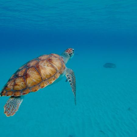 Turtles