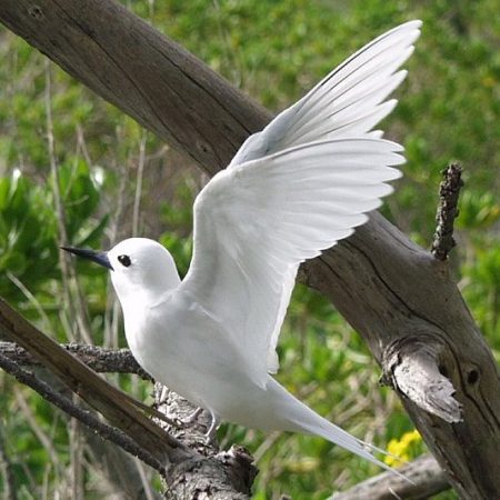 White tern