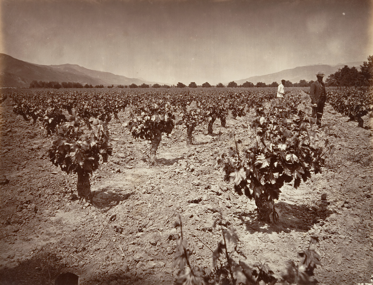 The vineyard of Camulos Ranch in Ventura County, c. 1876