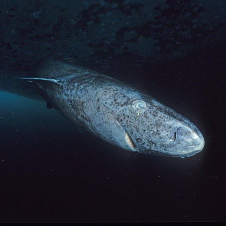 Greenland shark