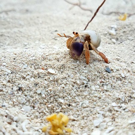 hermit crab on the beach