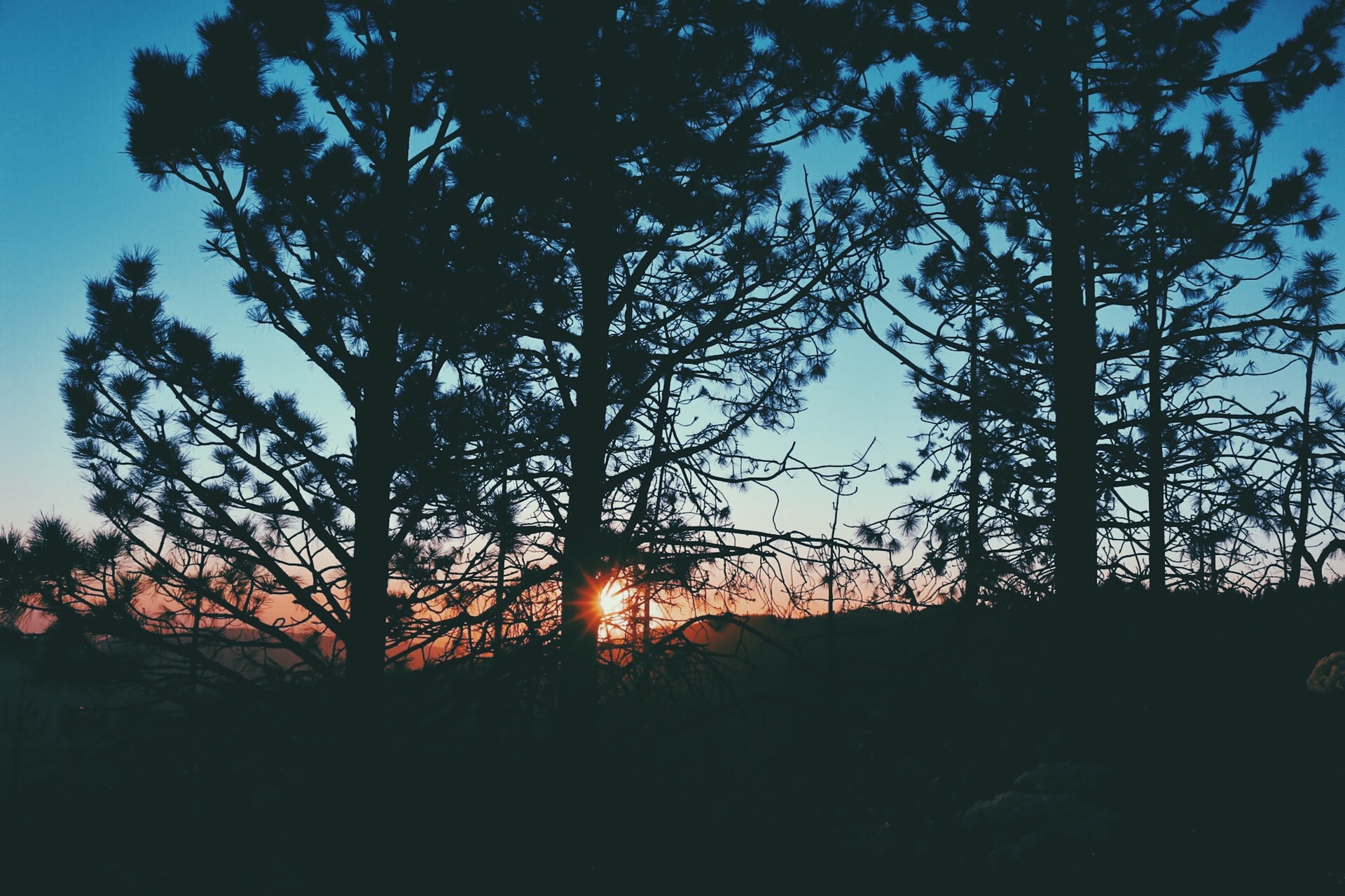Sierra National Forest
