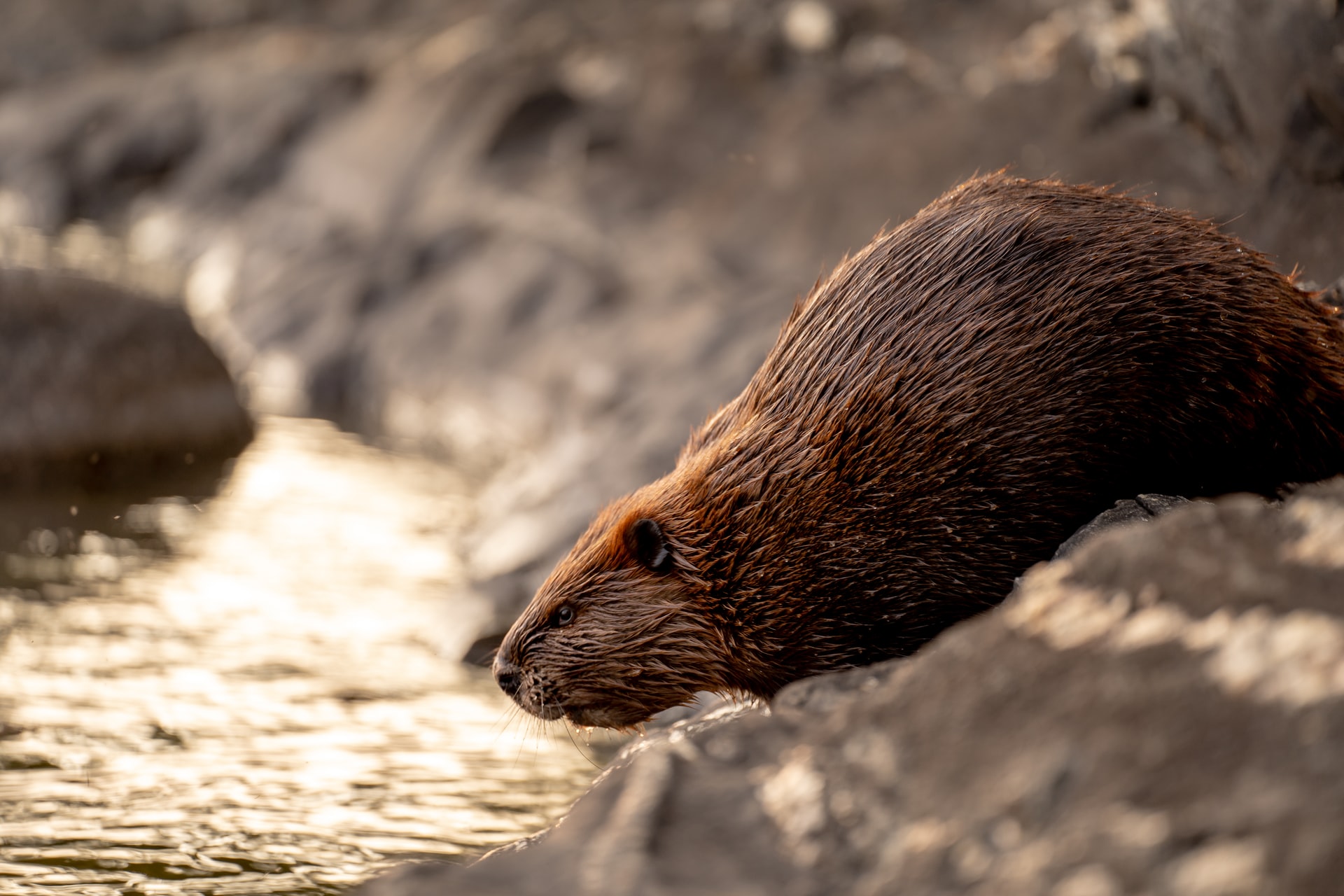 A beaver