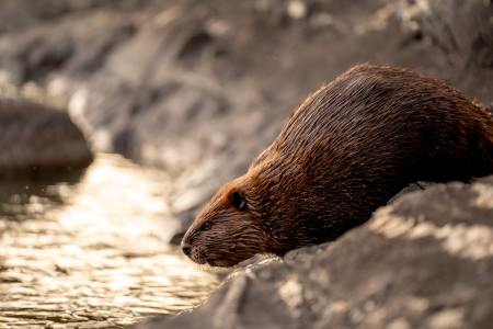 A beaver