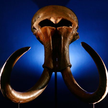 A mammoth skull with tusks shot from the front and lit from the back on a dark blue background