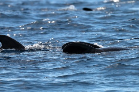 Scientists Just Learned What Can Scare a Killer Whale