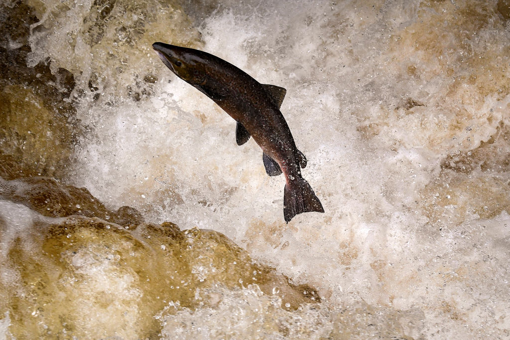 Salmon