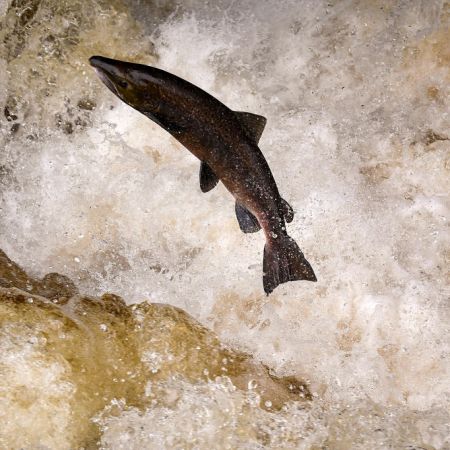 Salmon