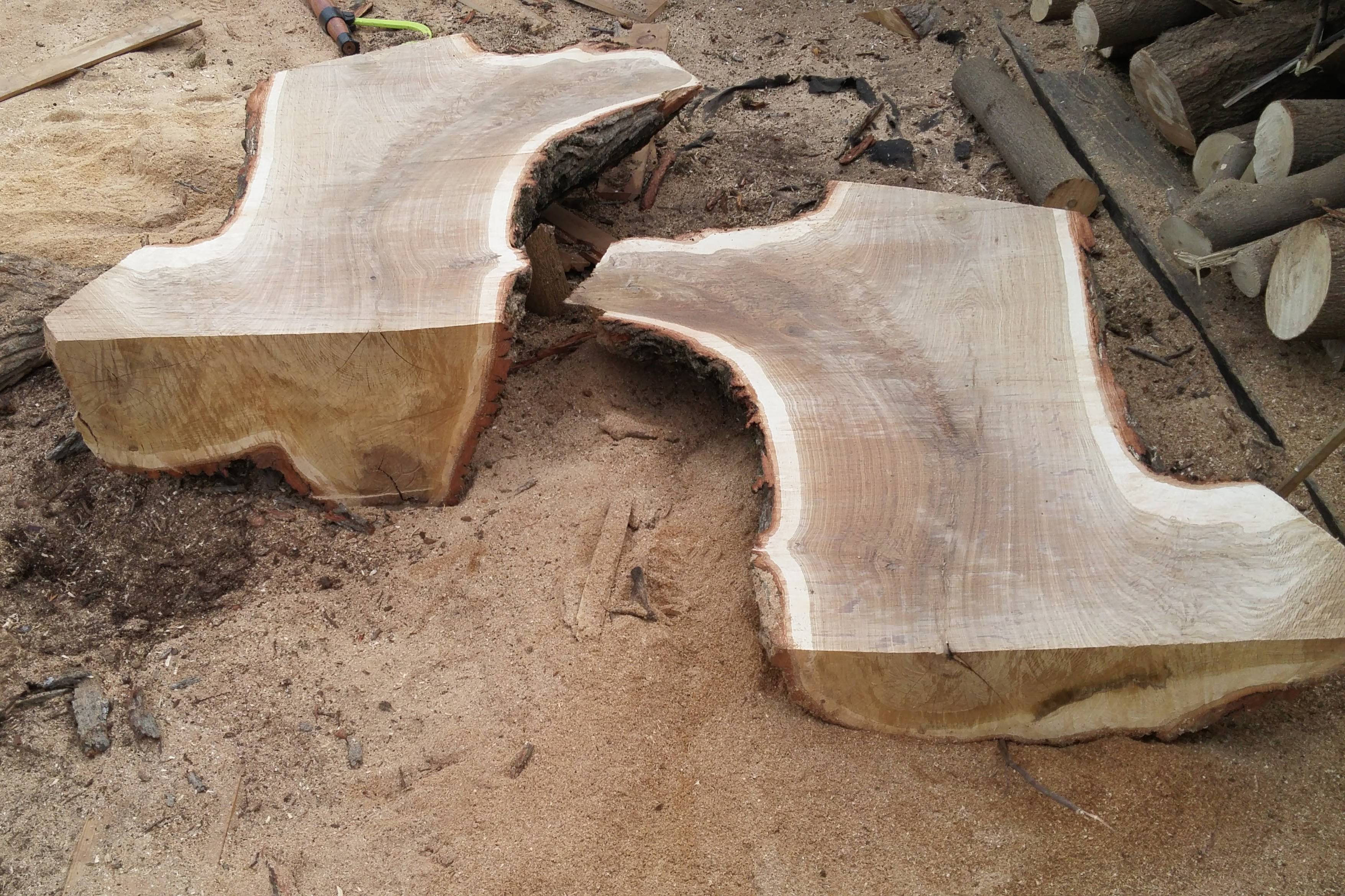 a black walnut tree after being halved by a tree-removal service