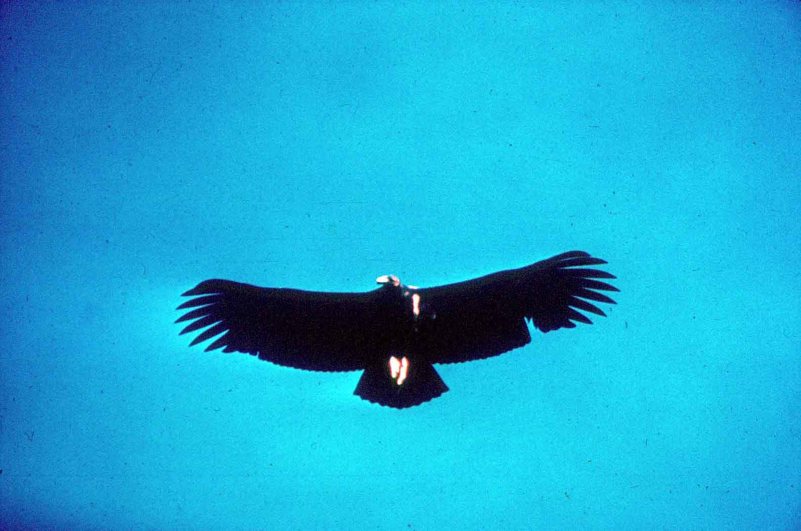 California condor