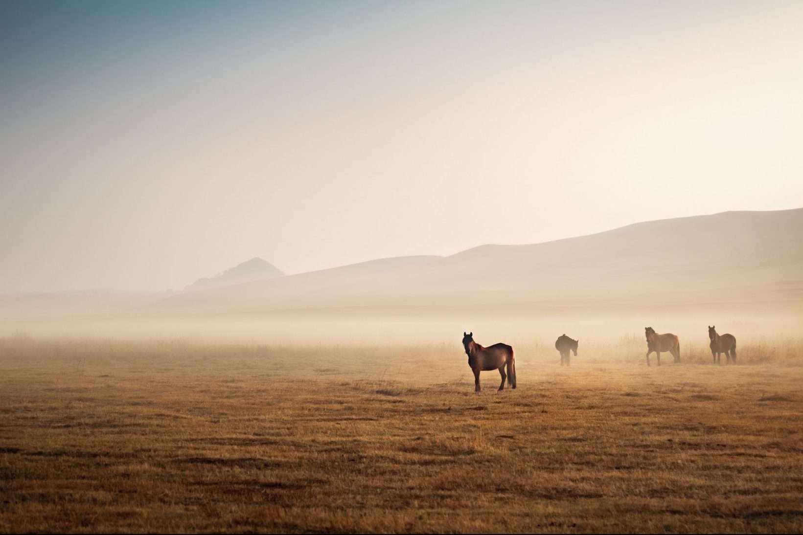 Horses