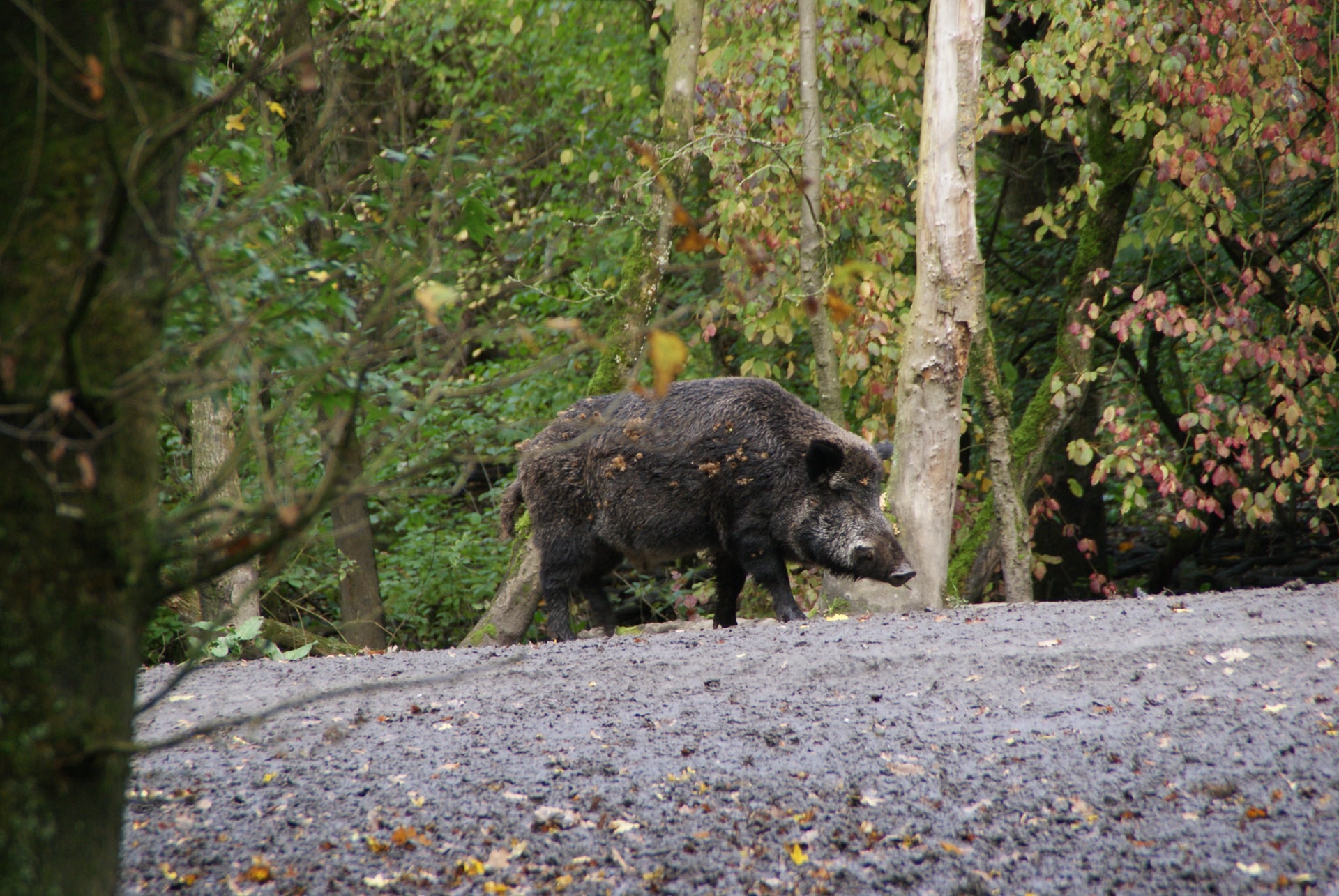 Wild boar