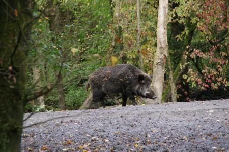 Wild boar