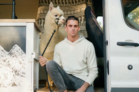 a man leading an alpaca