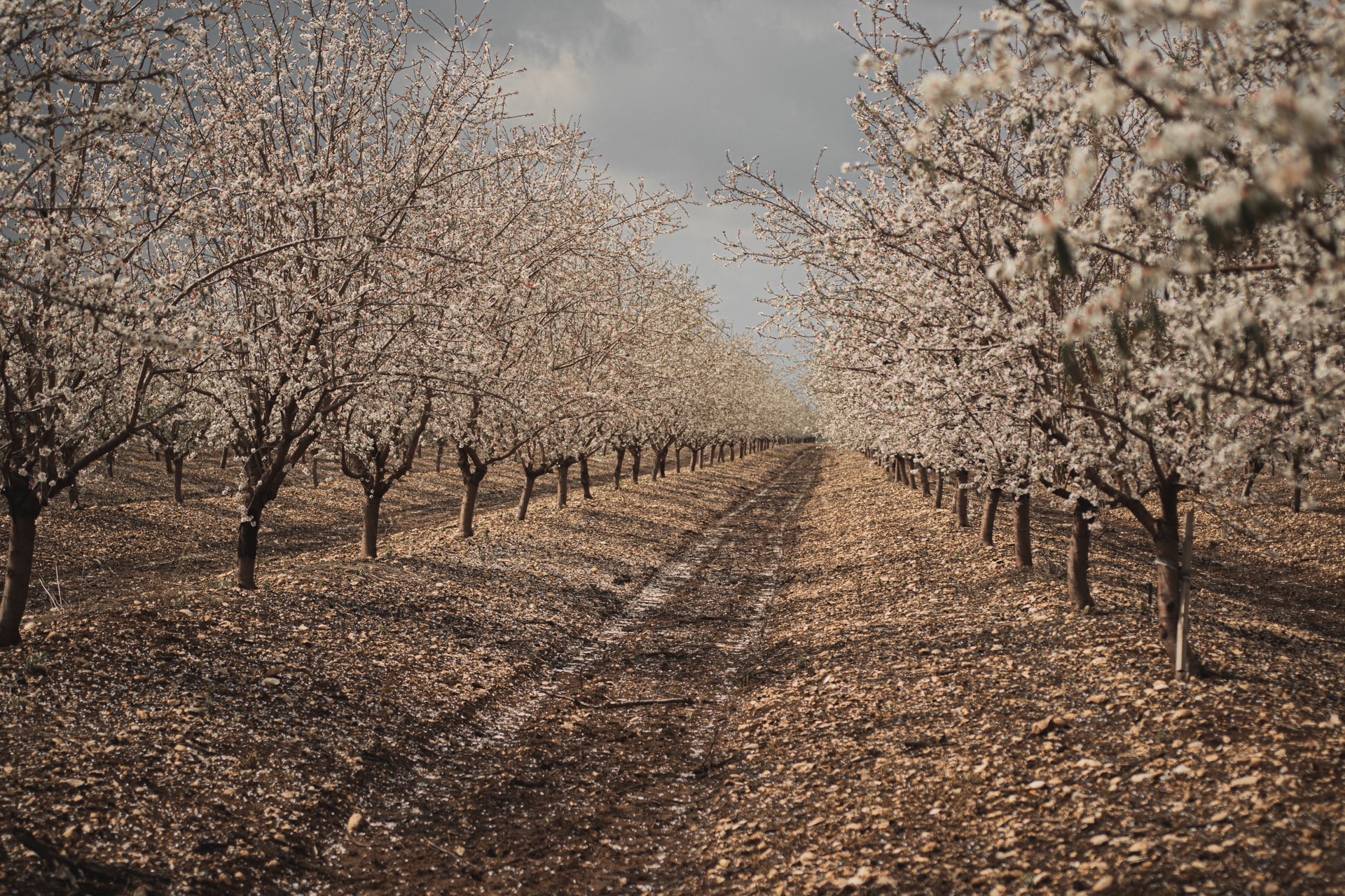 Almond trees