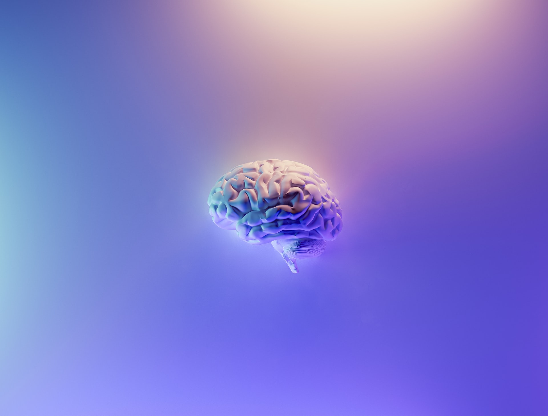 A brain