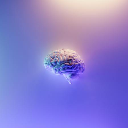 A brain
