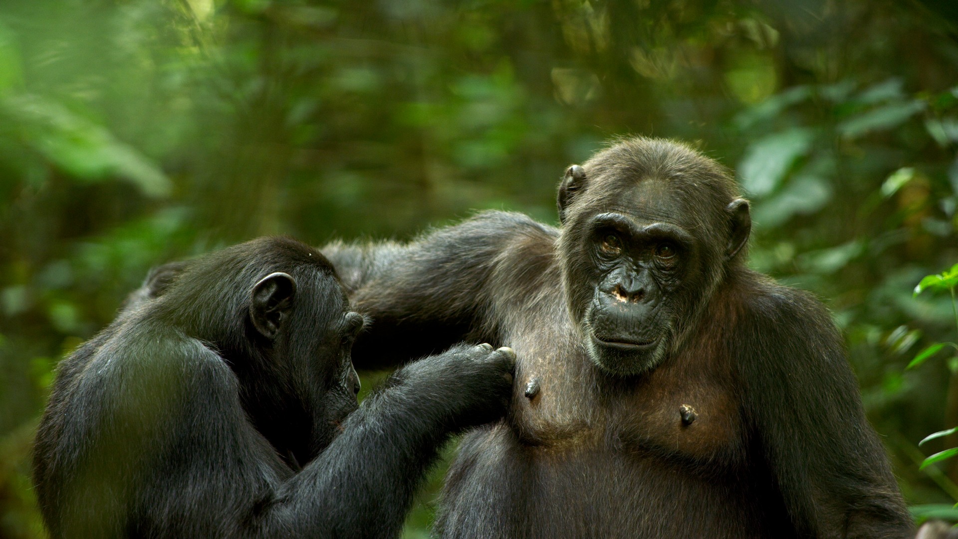 Chimpanzees