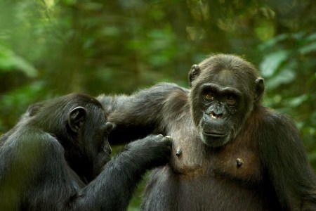 Chimpanzees