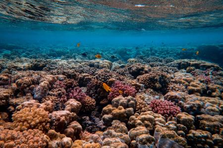 Coral reef as shown from under the water