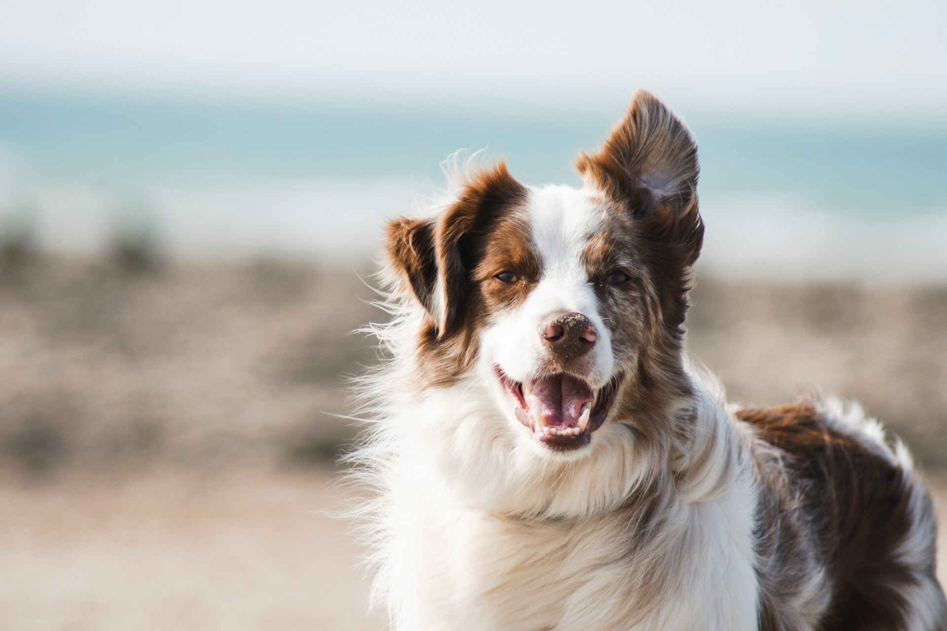 A dog feeling happy