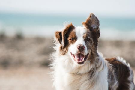 A dog feeling happy