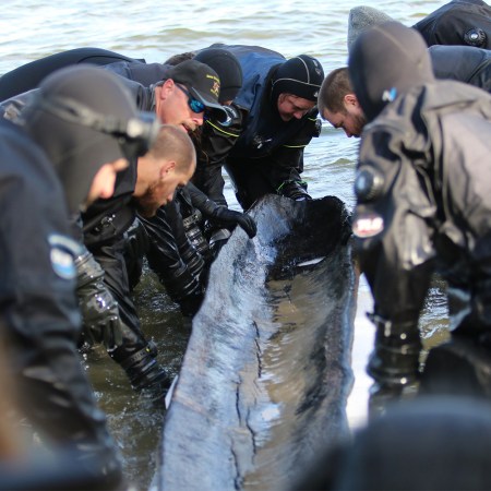 The recovery team pulling a 1,200-year-old canoe out of Lake Mendota in Madison, Wisconsin