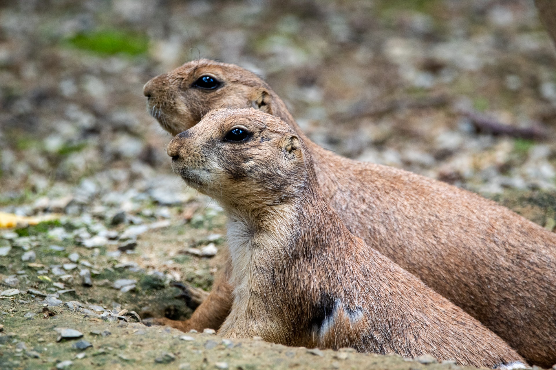 Prairie dogs