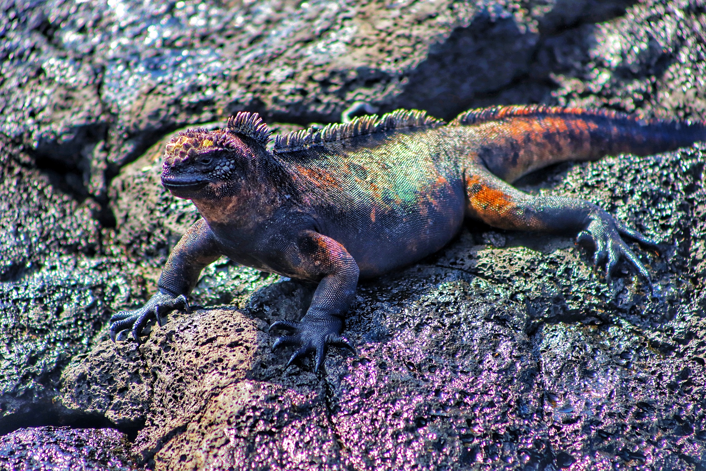A marine iguana suns itself