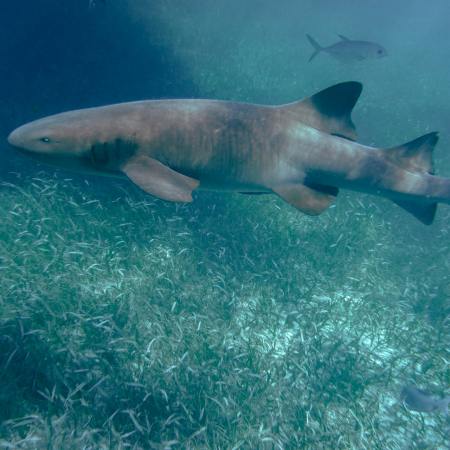 Nurse shark
