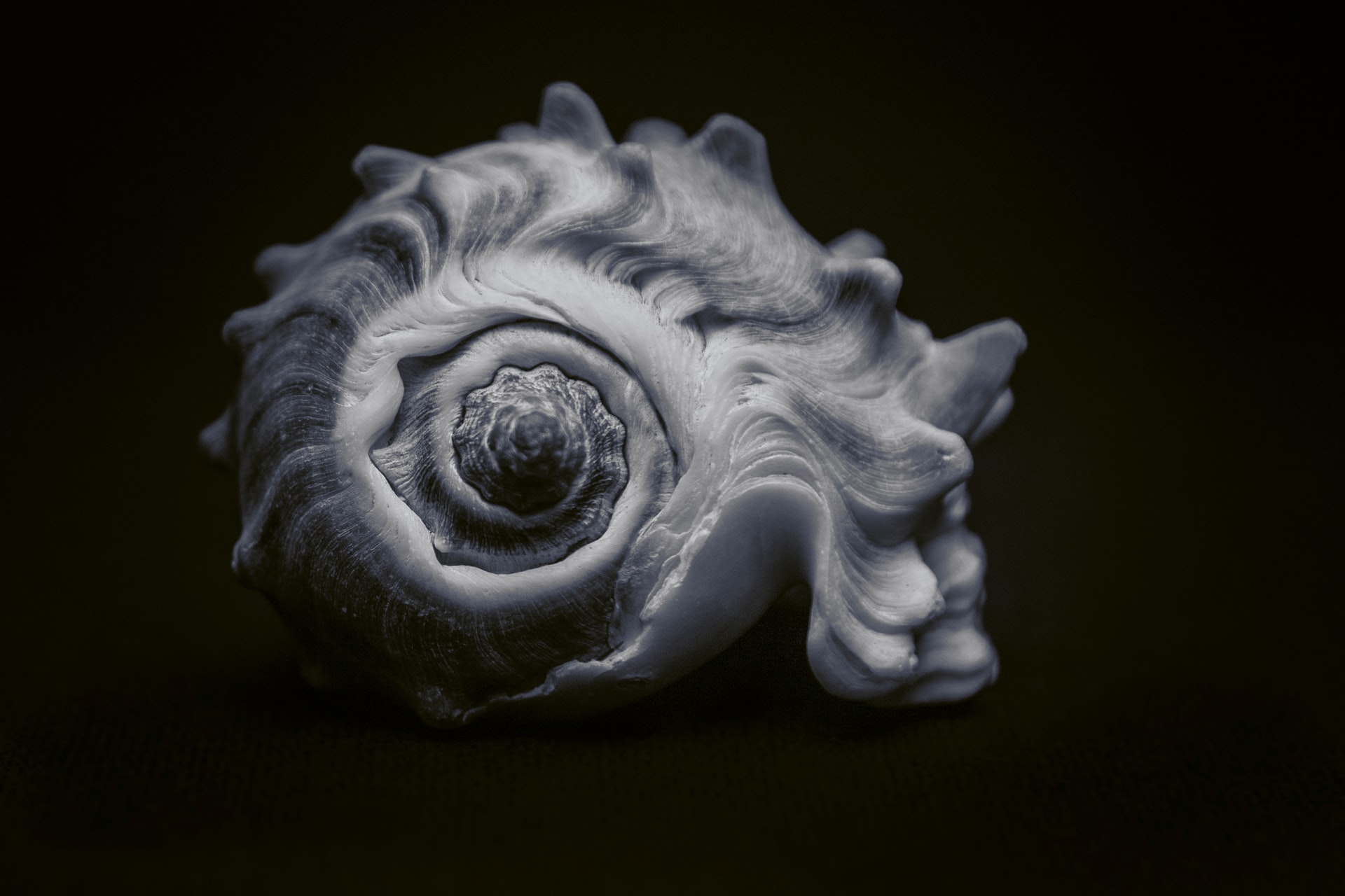 Shell