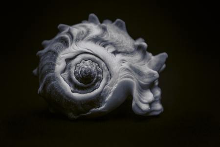 Shell