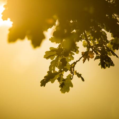 A tree branch in the foreground with the holden sun shining behind it