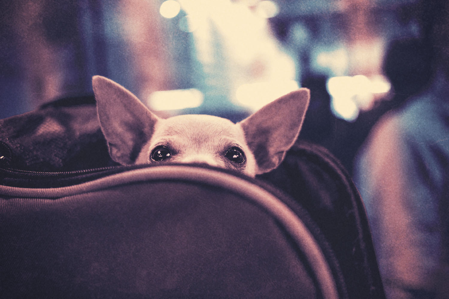 Traveling With Your Dog? Here’s What You Need to Know, According to Canine Educator Tom Davis