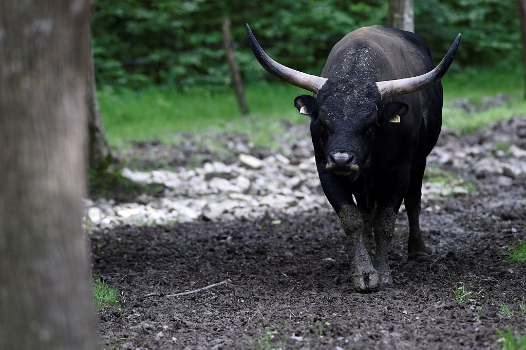 Aurochs
