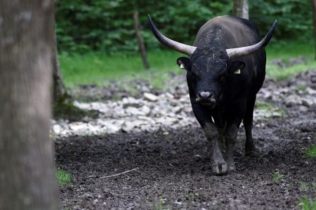 Aurochs
