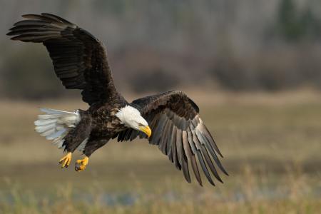 Hunting is Harming Bald Eagles, But Maybe Not In the Way You Think